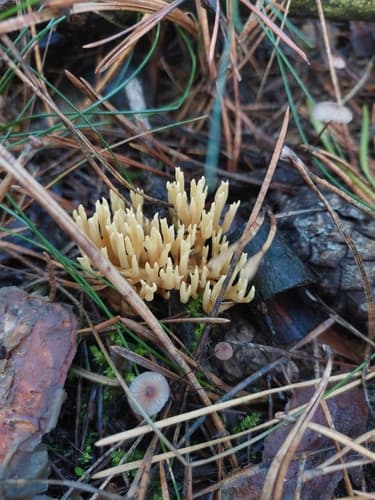 Phaeoclavulina