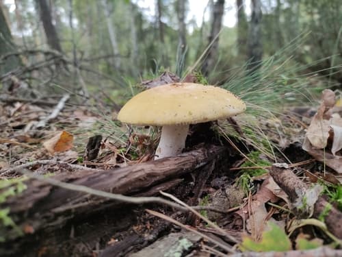 Gołąbek jasnożółty