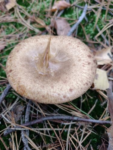 Krowiak podwinięty