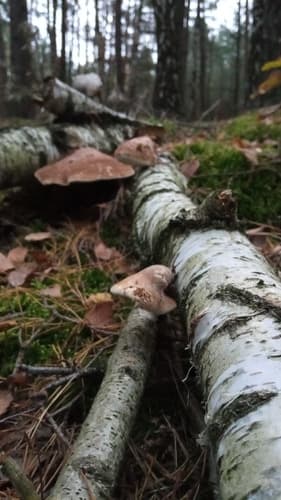 Białoporek brzozowy