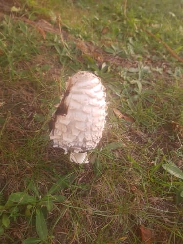 Czernidłak kołpakowaty