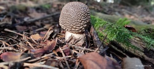 Muchomor czerwieniejący