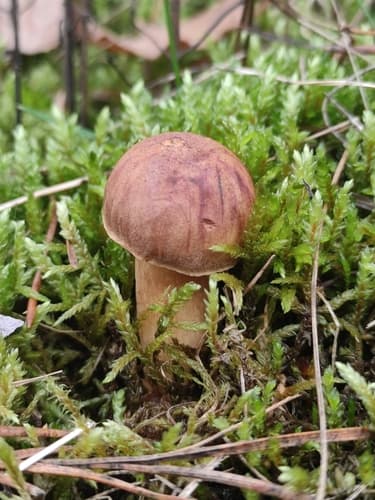 Podgrzybek brunatny