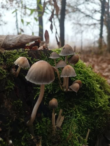 Micacei