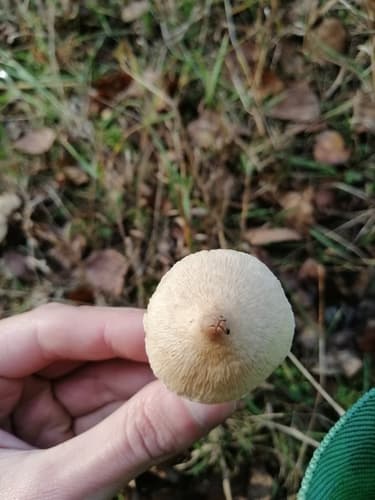 Pseudosperma sororium