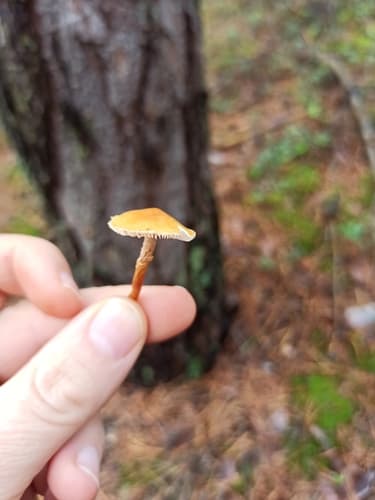 Cystoderma