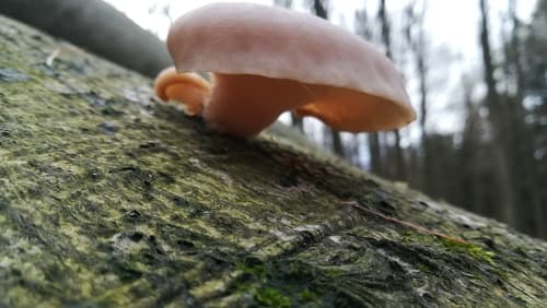 Pleurotus ostreatus