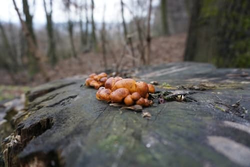 Płomiennica