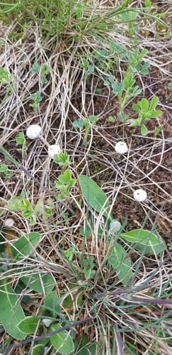 Tulostoma