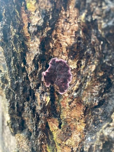 Chrząstkoskórnik purpurowy