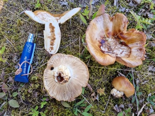 gołąbek śmierdzący
