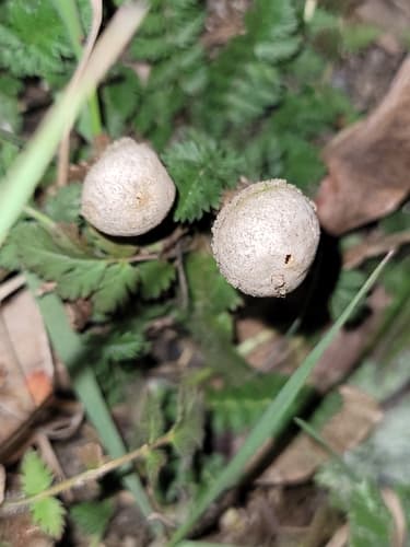 Tulostoma fimbriatum