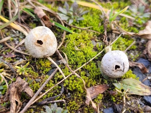 Tulostoma fimbriatum