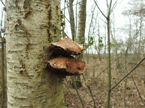 Białoporek brzozowy