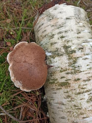 Białoporek brzozowy