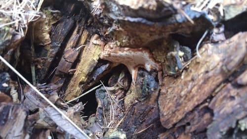 Heterobasidion parviporum
