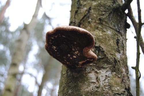 Białoporek brzozowy