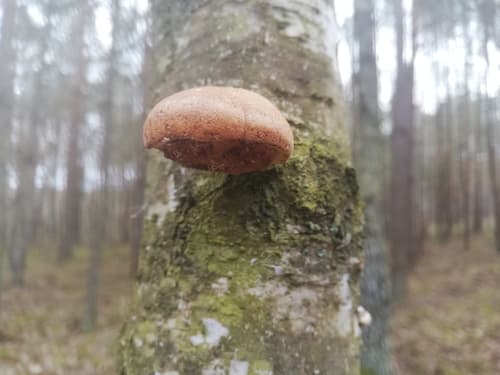 Białoporek brzozowy