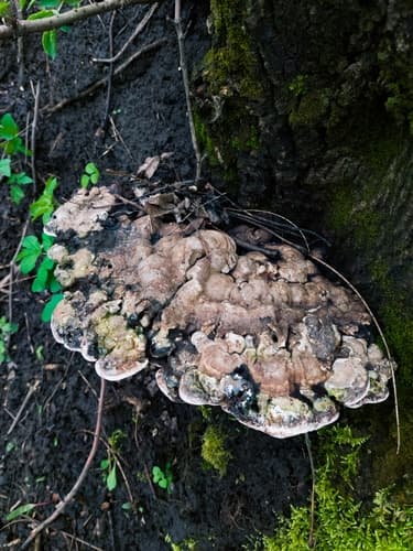 Elfvingia