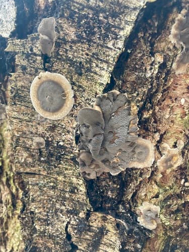 Szaroporka podpalana