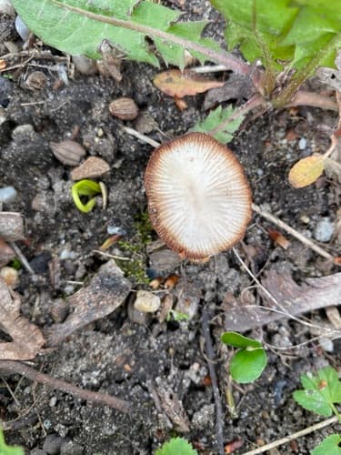 Tubaria furfuracea