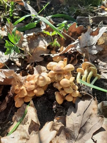 Maślanka wiązkowa
