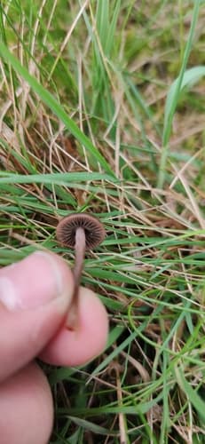 Agaricineae