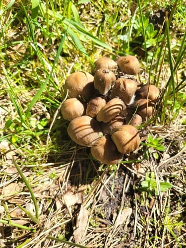 Micacei