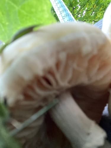 Agrocybe praecox