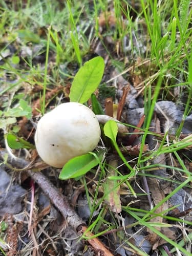 Calocybe