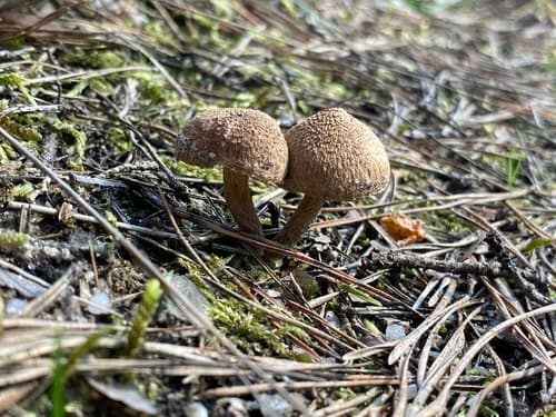 Inocybe