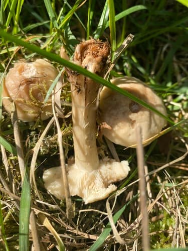 Gęśnica wiosenna
