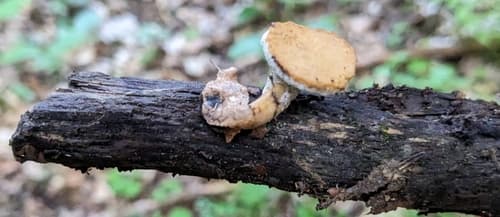 Żagwiowce