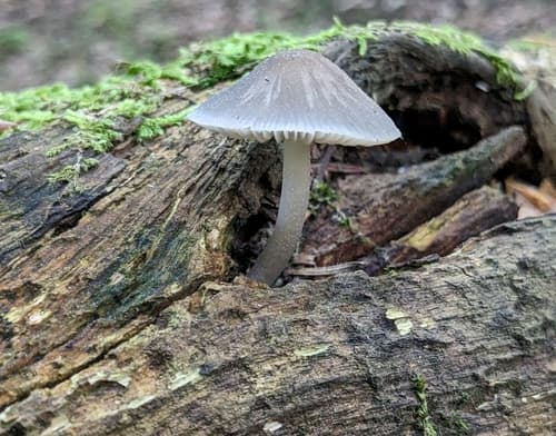 Grzybówka hełmiasta