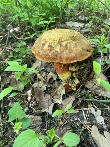 krasnoborowik ceglastopory