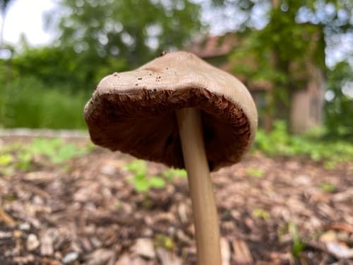 Łuskowcowate