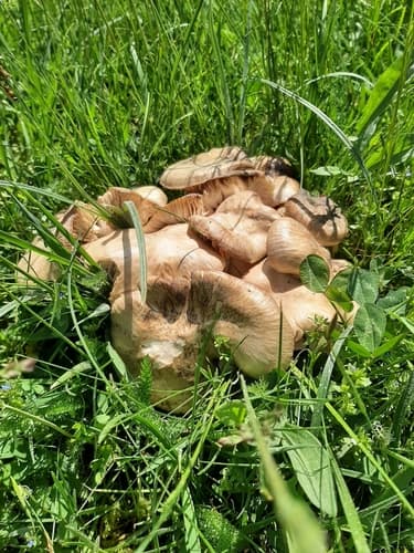 Entoloma