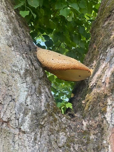 Żagiew Łuskowata