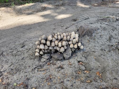 Coprinellus