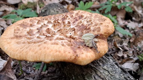 Żagiew guzowata