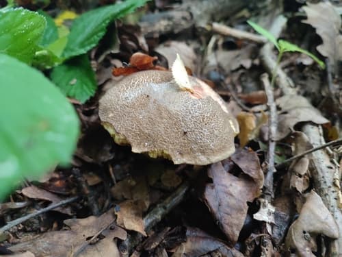 Xerocomellus