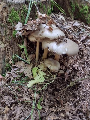 Pieniążnica szerokoblaszkowa