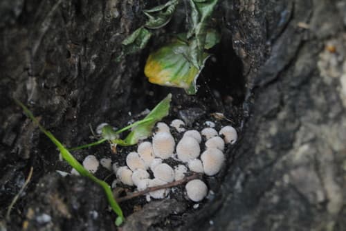 Coprinellus