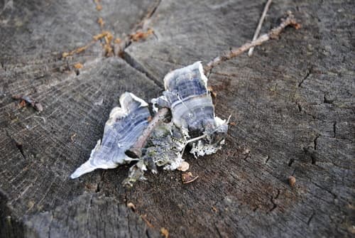 Trametes versicolor
