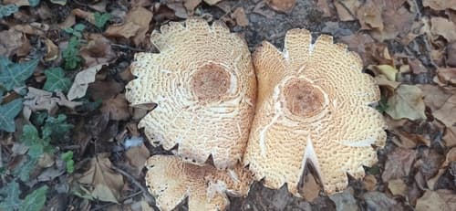 Pieczarka okazała