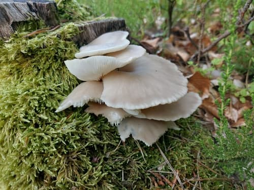 Pieczarniaki