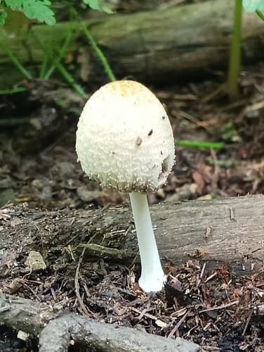 Agaricineae