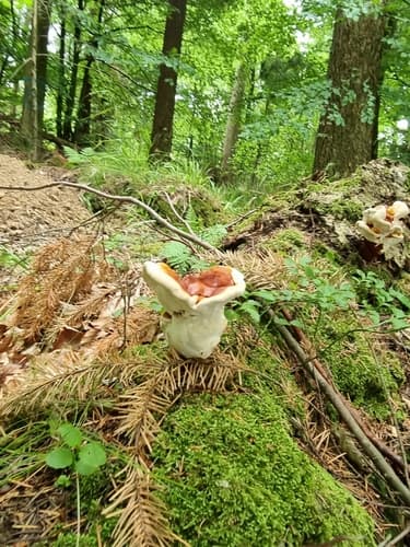 lakownica brązowo-czarna