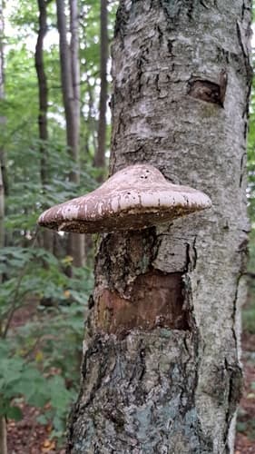 Białoporek brzozowy