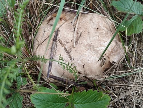 Pieczarka